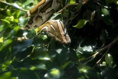 Close-up of butterfly on leaves