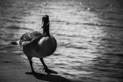 Bird on a lake