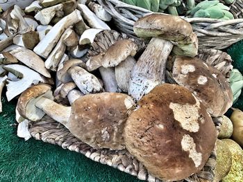 High angle view of mushrooms on wood