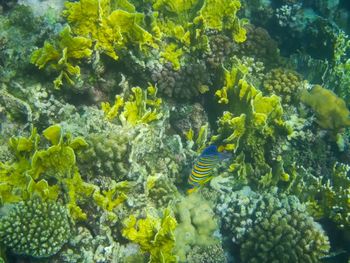 coral reef