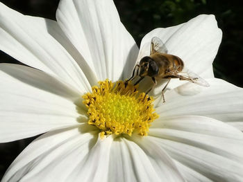 Close-up of insect on white flower