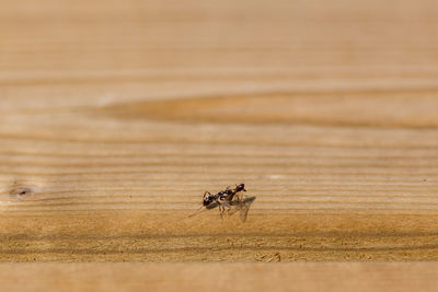 Close-up side view of an ant