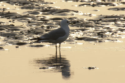 Seagull perching on a beach