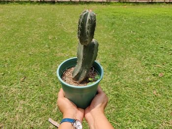 High angle view of person holding succulent plant on field