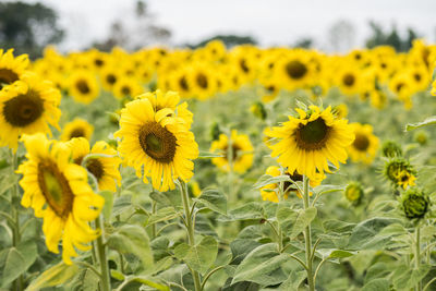 Close-up of yellow sunflowers on field