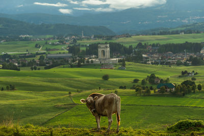 Sheep on green land