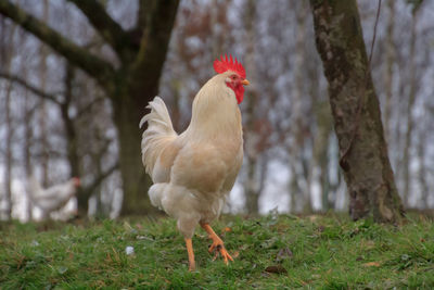 Close-up of rooster on field