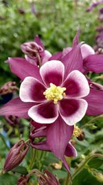 Close-up of pink flowering plant in park