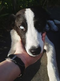 Close-up of hand with dog