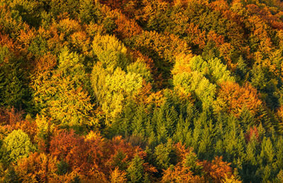 Aerial view of autumn forest in south styria green hart of austria. view at hiking paths 