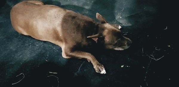 High angle view of dog relaxing on floor