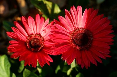 Close-up of red flower blooming outdoors