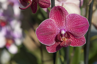 Close-up of pink flower