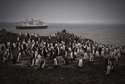 Penguins by sea against clear sky at dusk