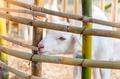 Close-up of a horse in pen