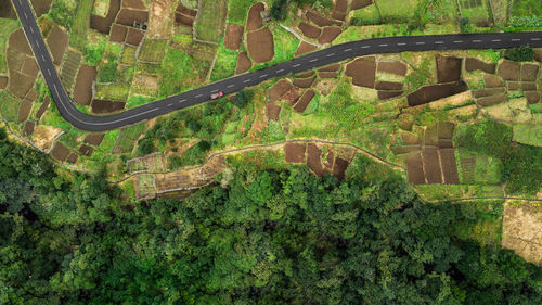 High angle view of trees by plants