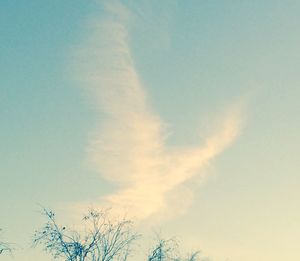 Low angle view of tree against sky