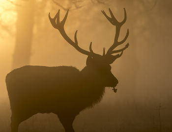 Close-up of silhouette deer