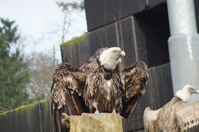 Bird perching in cage