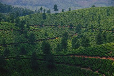 Scenic view of vineyard