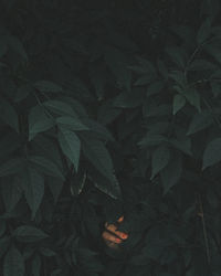 Close-up of hand hidden in plants