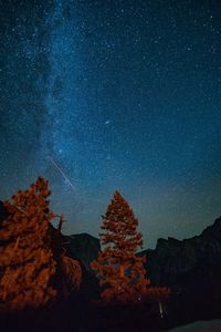 Low angle view of trees against sky at night