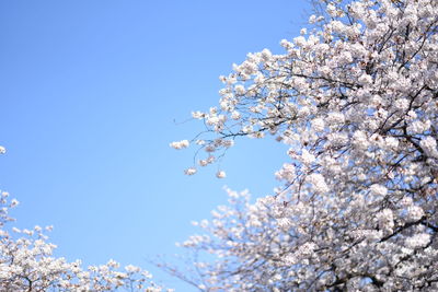 Low angle view of apple blossoms in spring against clear blue sky