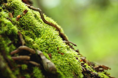 Close-up of moss on tree