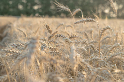 Wheat growing on agricultural field