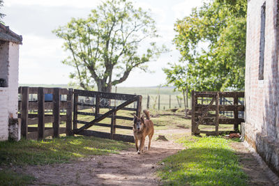 Dog standing in a fence
