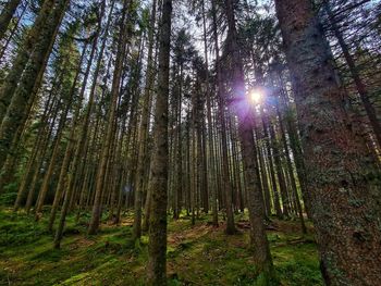 Low angle view of sunlight streaming through trees in forest