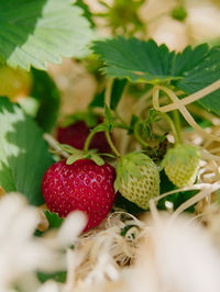 Close-up of strawberries