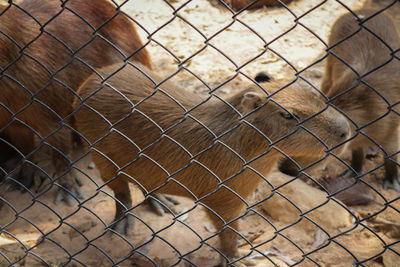 Close-up of sheep in zoo