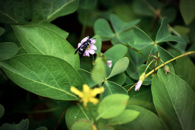 Close-up of wasp on leaves