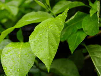 Close-up of raindrops on leaves