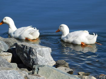 Swans swimming in lake