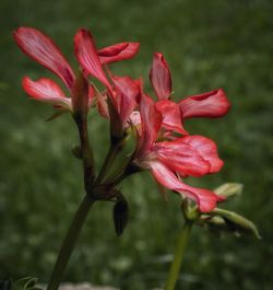 Close-up of red flowering plant