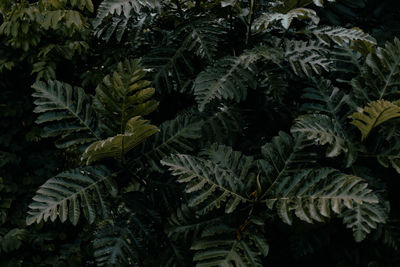 Close-up of leaves