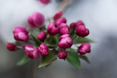 Close-up of pink flowering plant