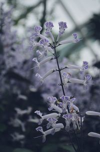 Close-up of purple flowers blooming outdoors