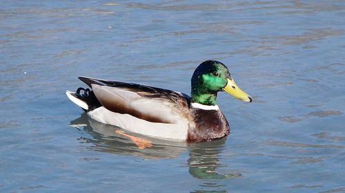 Duck swimming in lake