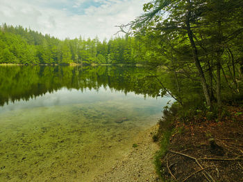 Scenic view of lake amidst trees in forest against sky