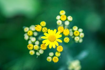 Close-up of yellow flowering plant on field