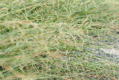 Full frame shot of dry plants on land