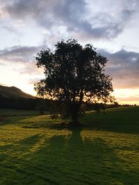 Trees on field against sky at sunset