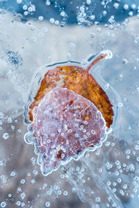 Close-up of autumn leaf in water