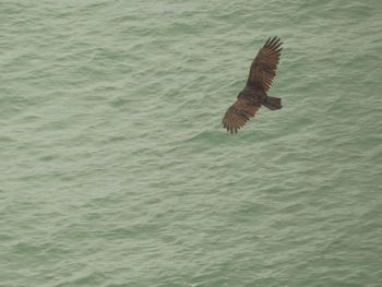 Bird flying over water