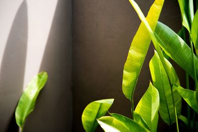 Close-up of leaves against wall