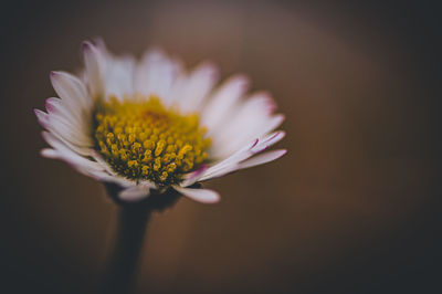Close-up of white flower