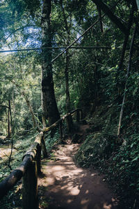 Footpath amidst trees in forest